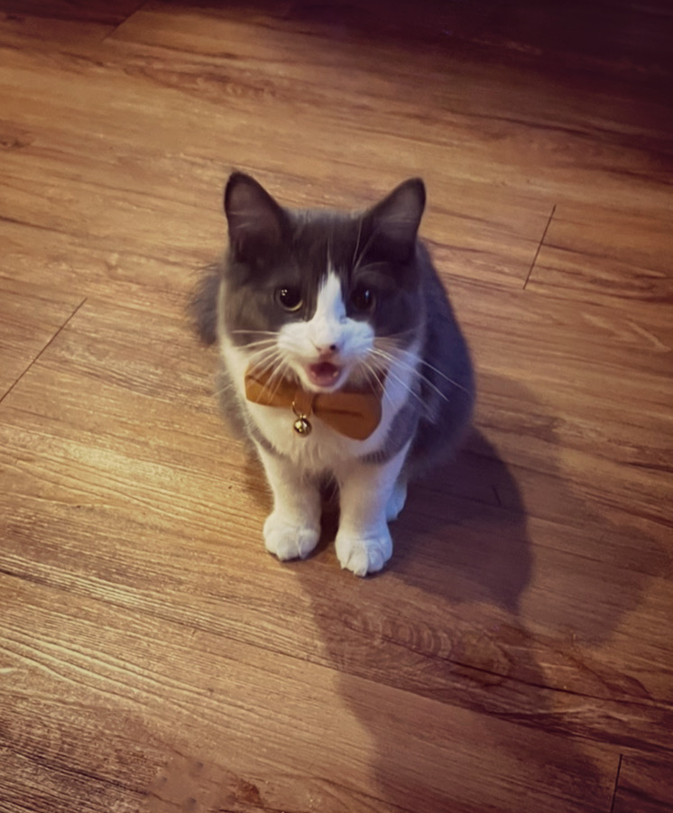 Matthew, a grey and white emotional support cat wearing a mustard bow tie