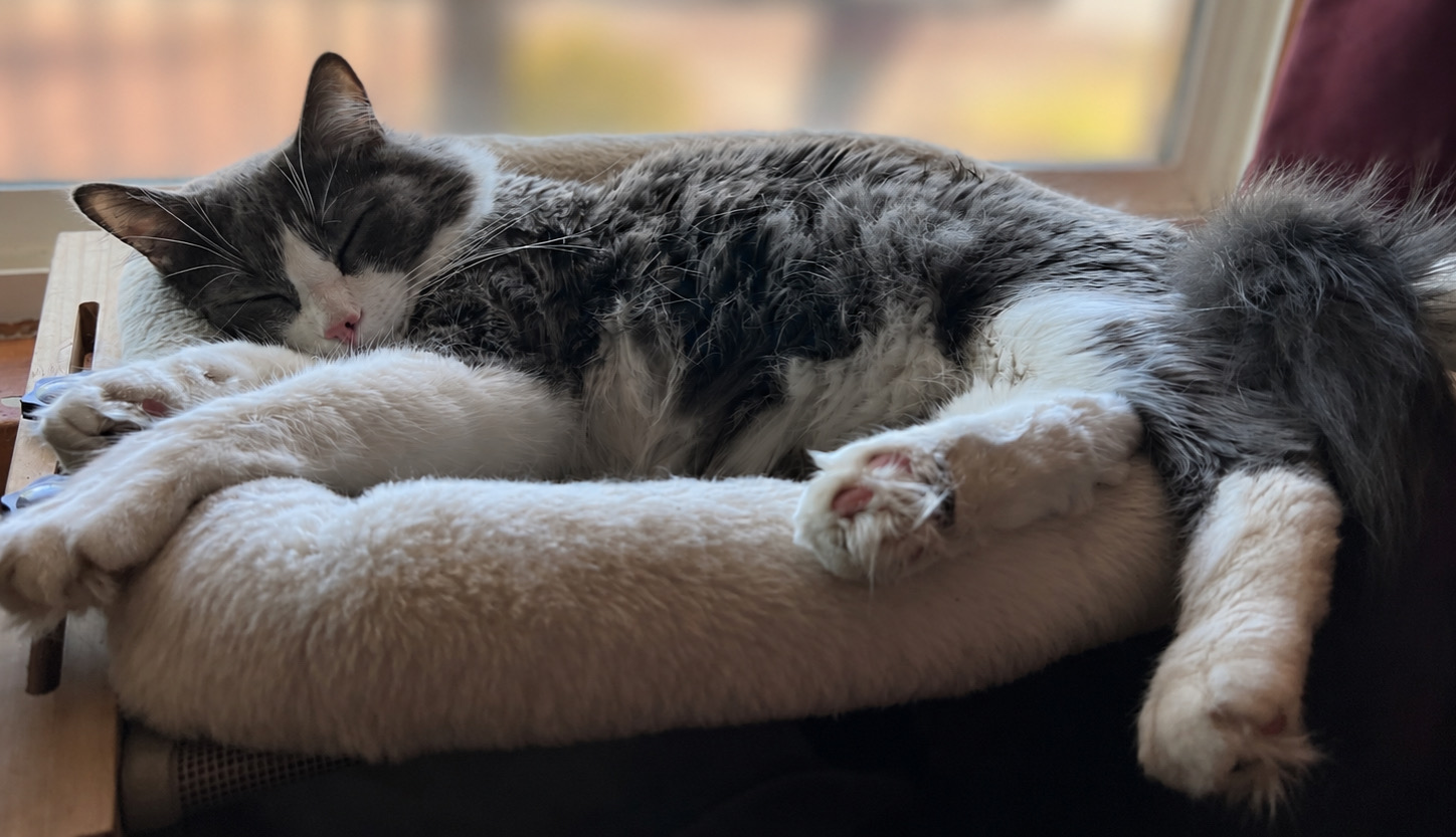 Matthew the cat napping peacefully on a sunlit window perch